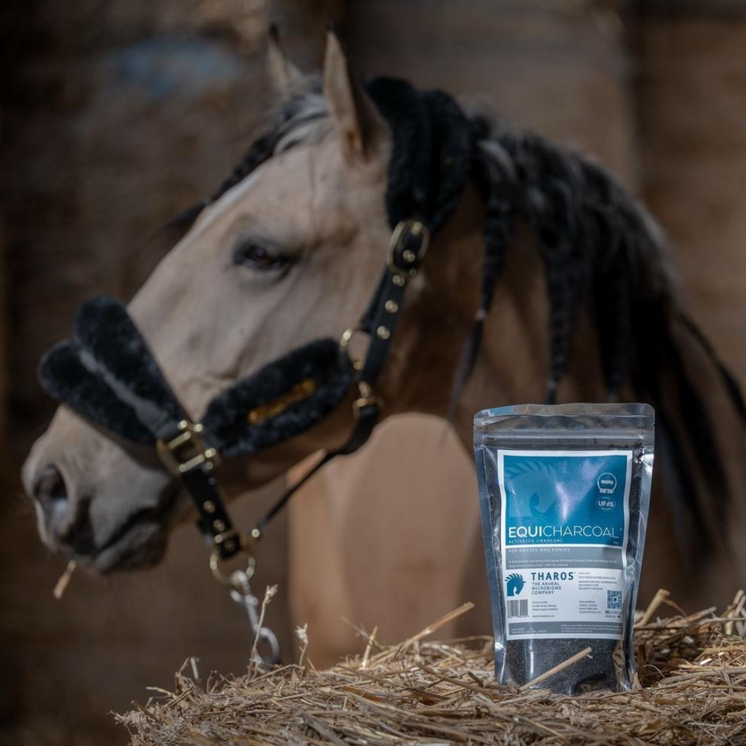 12 benefits of optimising a horse’s gut microbiome