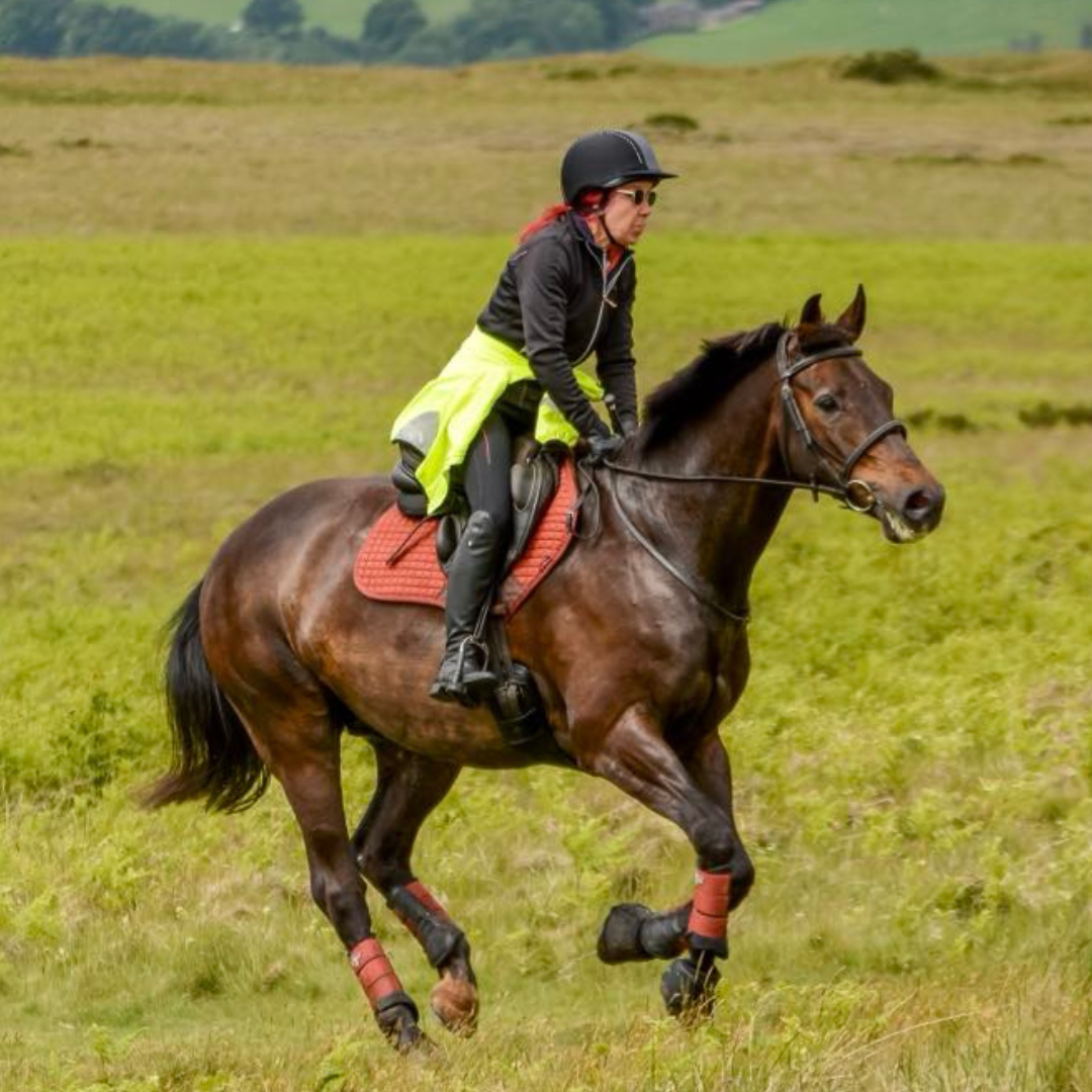 Horse of the week – Alfie
