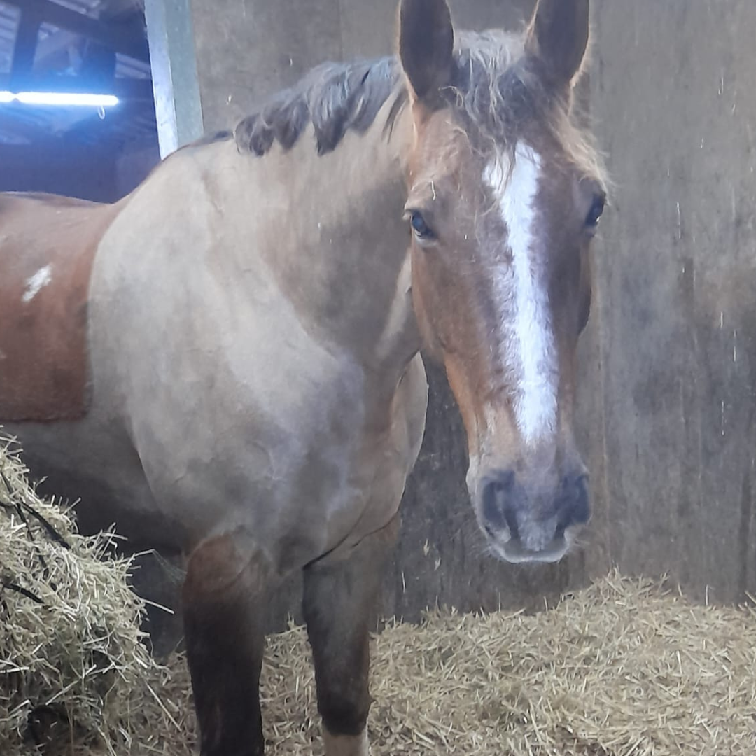 Horse of the week – Alex