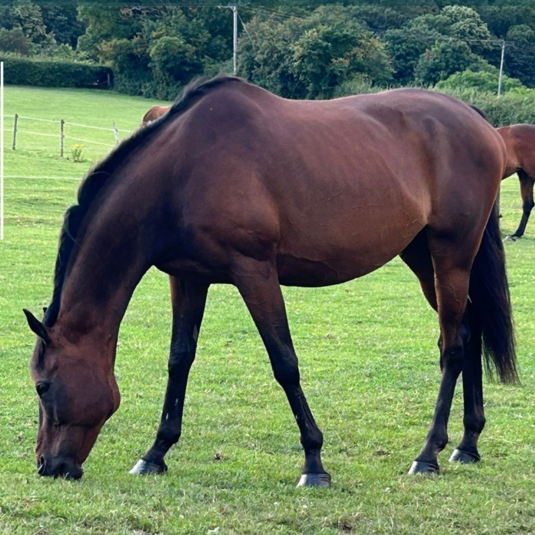 Horse of the Week – Angus
