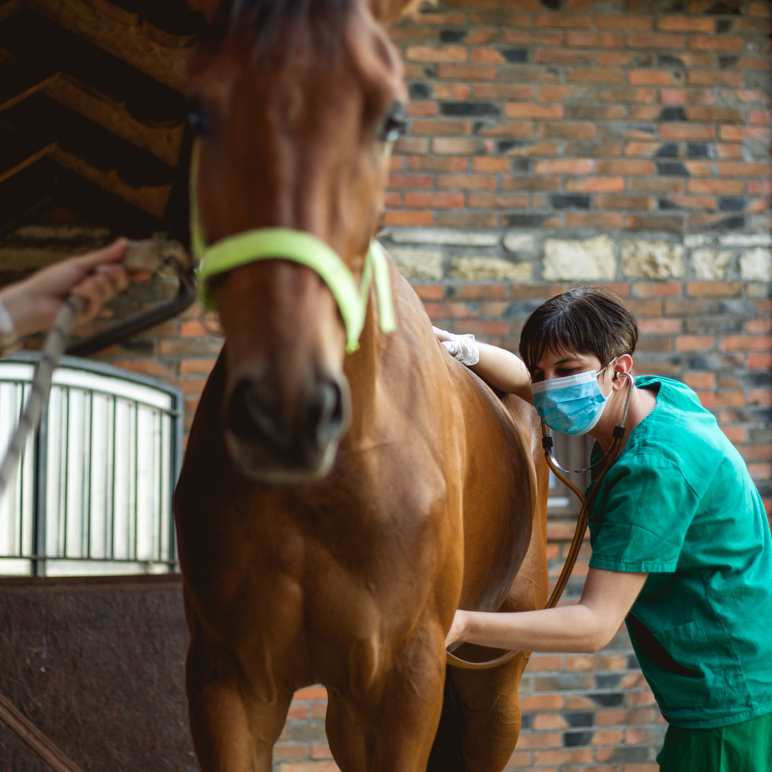 Colic in horses