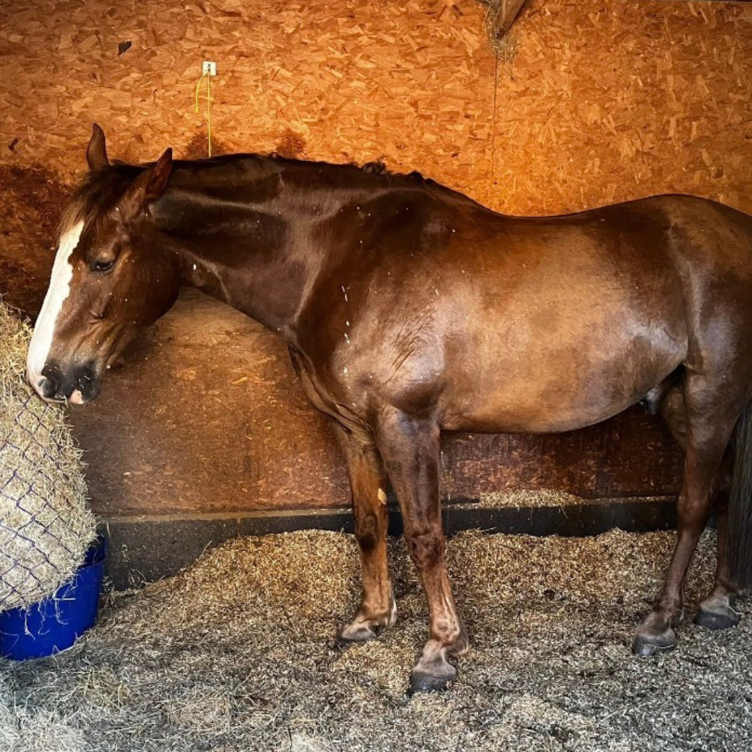 Horse of the week - Dempsey
