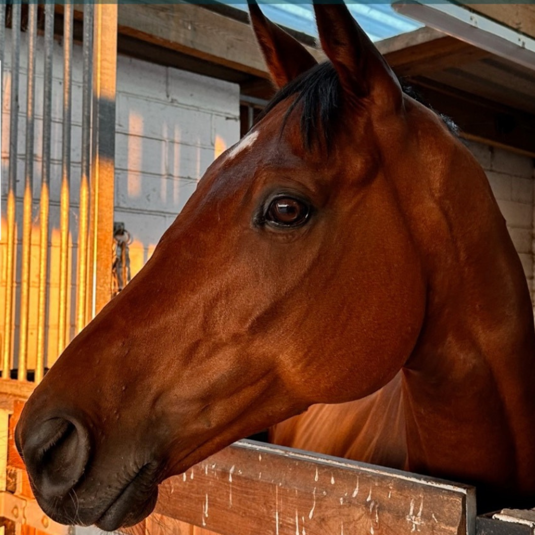 Horse of the Week - Denzel