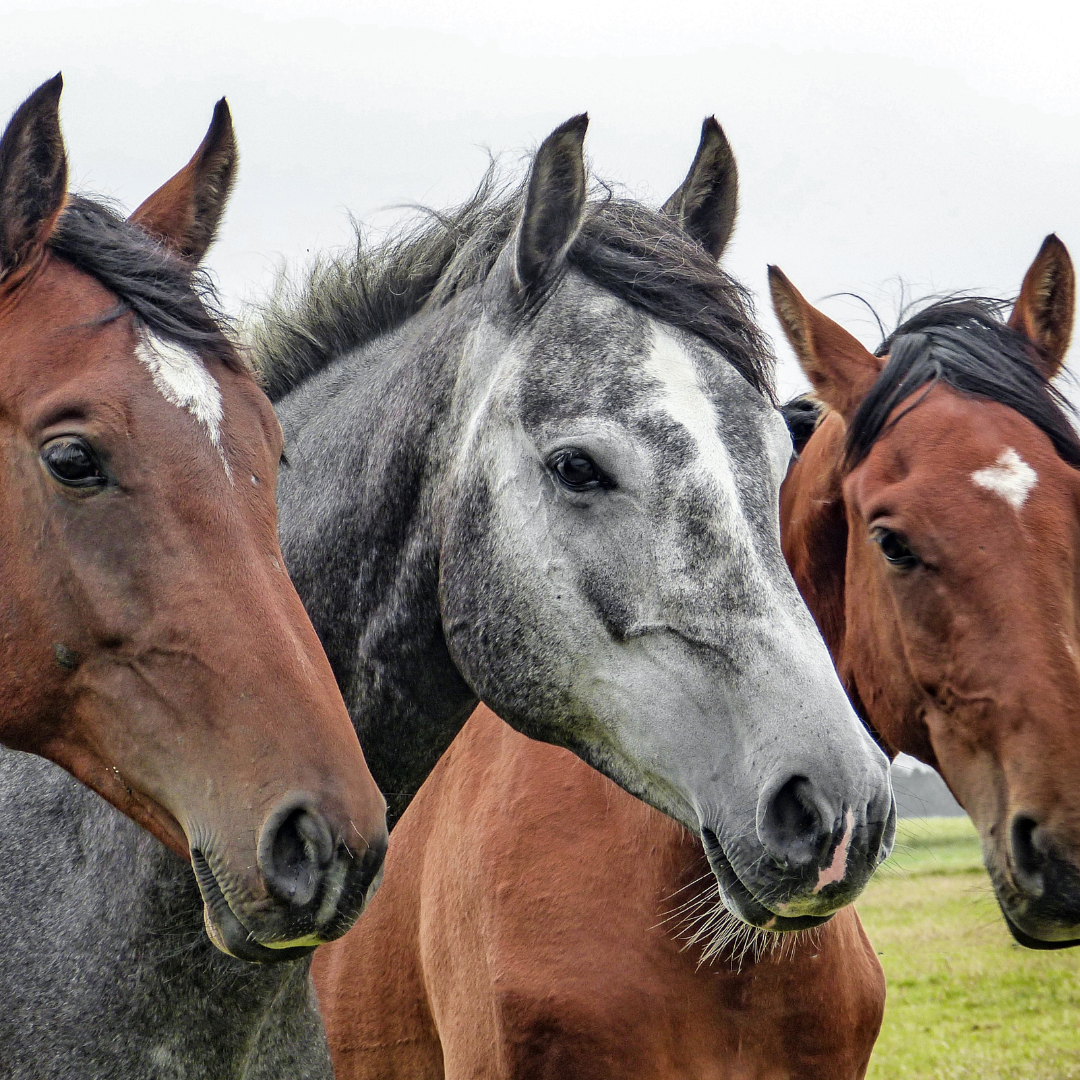 Faecal Microbiota Transplantation in Horses: A Comprehensive Overview