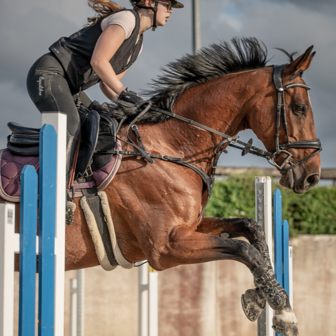 Gut microbiota play a role in performance and welfare of horses - Study review