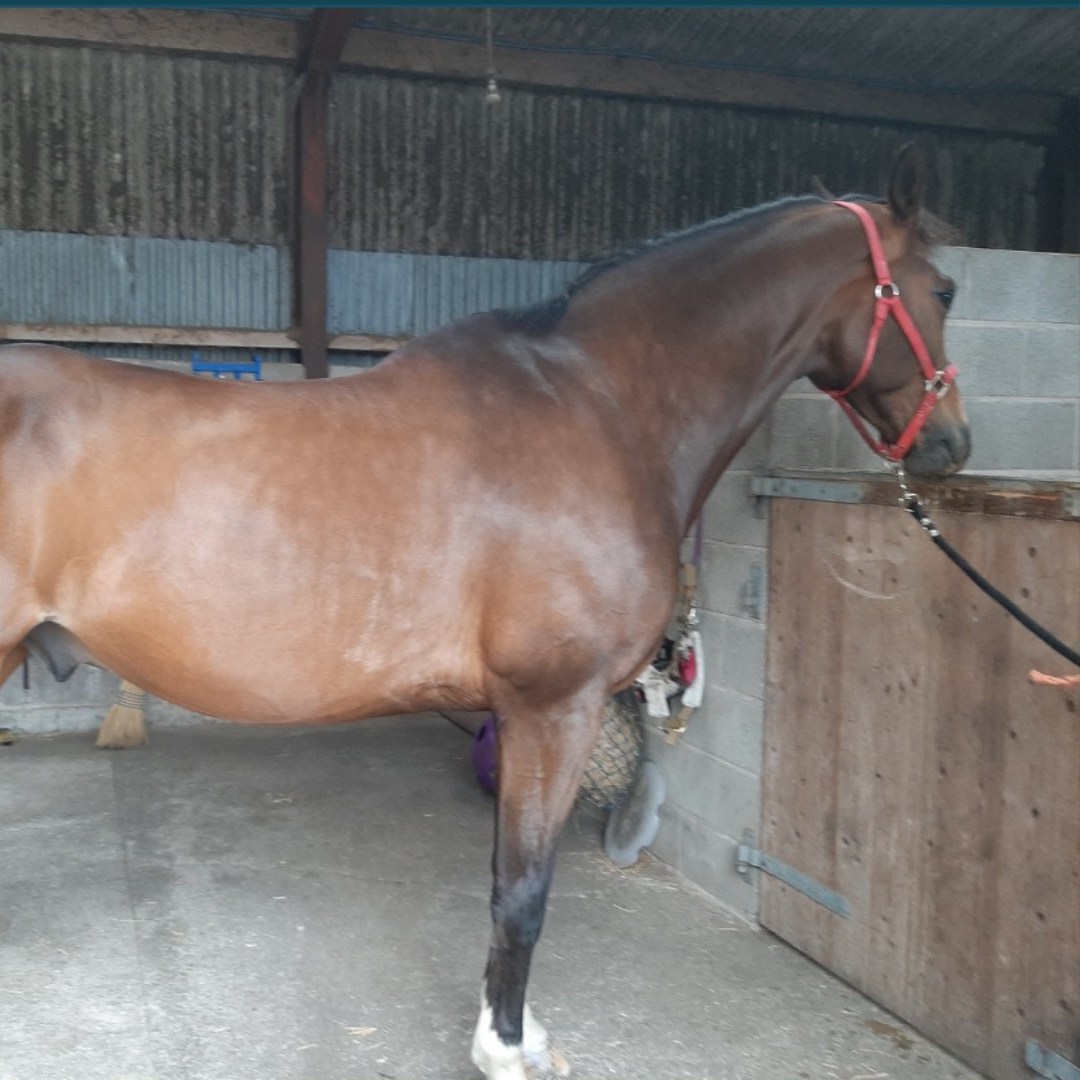 Horse of the Week - Harry #1