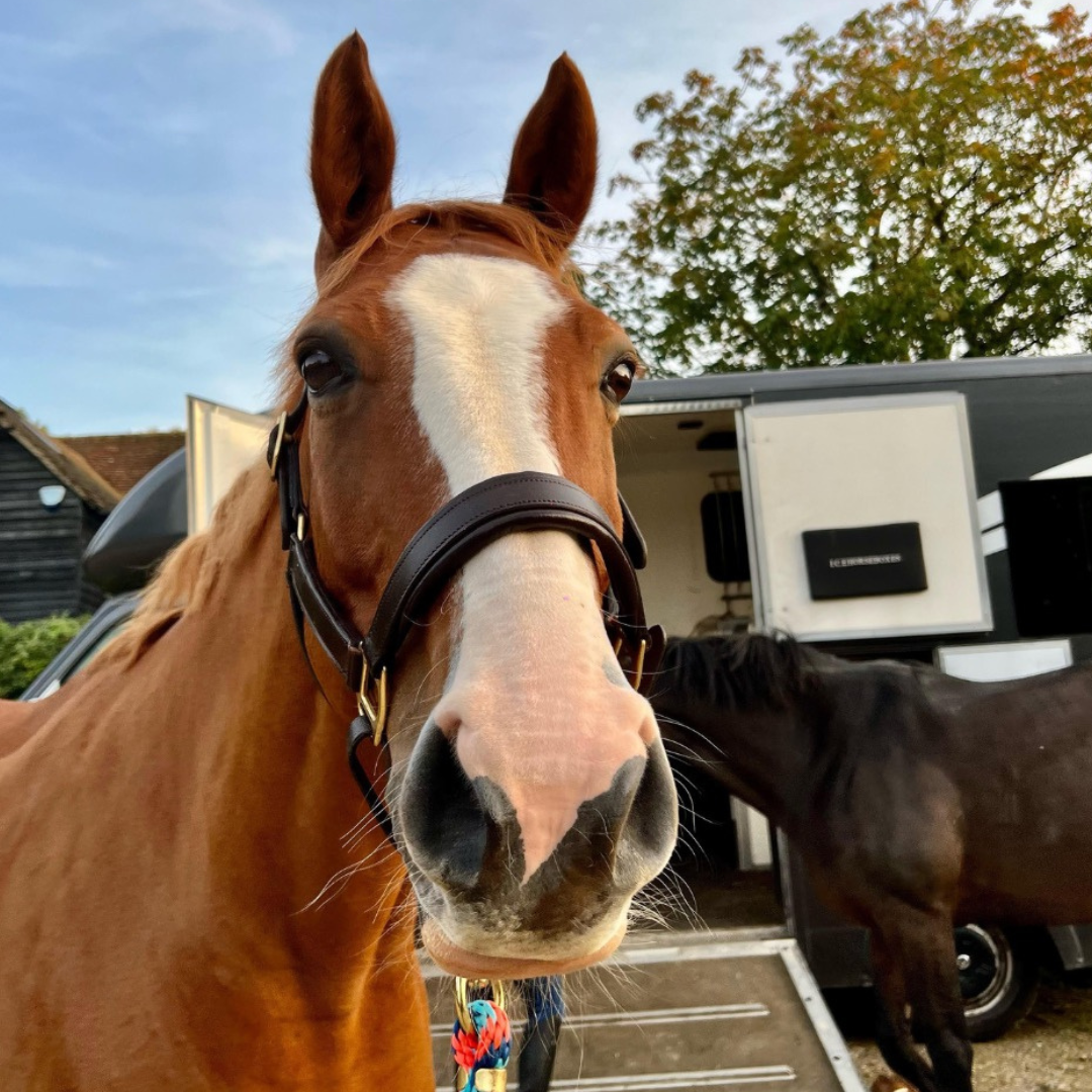 Horse of the Week – Henry