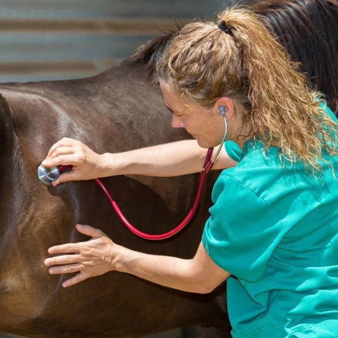 Hindgut Fermentation in Horses