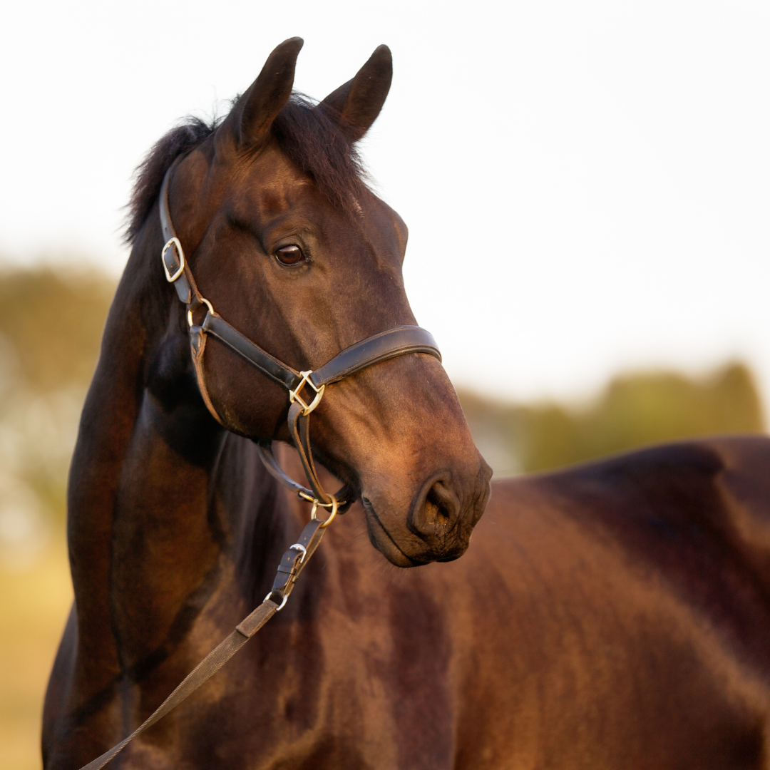 The Role of the Hindgut in Equine Digestion: A Comprehensive Overview