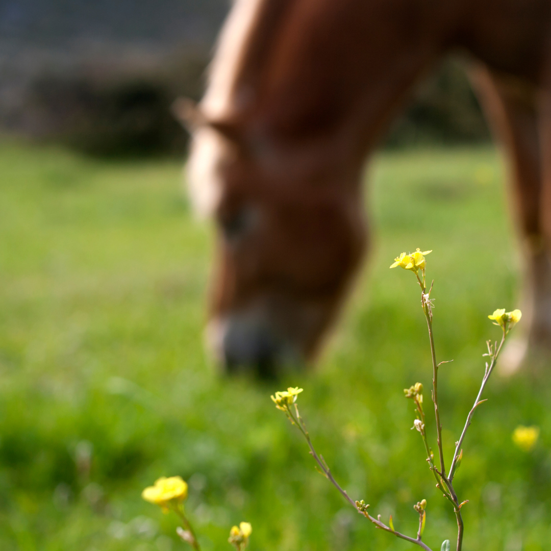 Horse Nutritional Requirements: A Comprehensive Guide