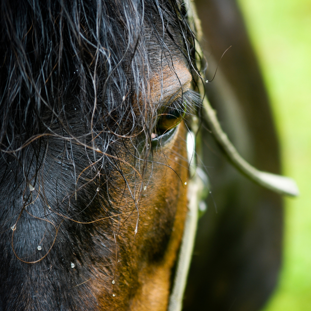 How a Wet Summer and the Autumn Grass Flush Can Worsen the Signs of Hindgut Disease