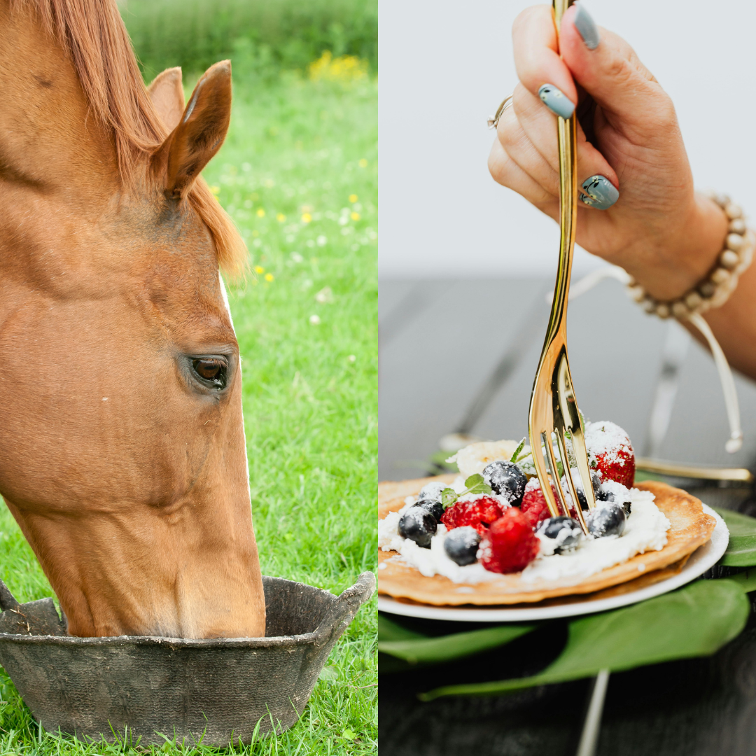 Human vs. Equine Weight Management: Parallels and Misconceptions
