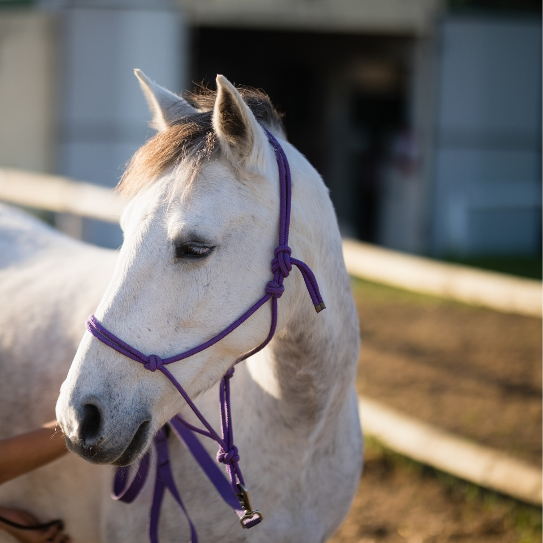 Impaction Colic in Horses: An Overview and Seasonal Risks