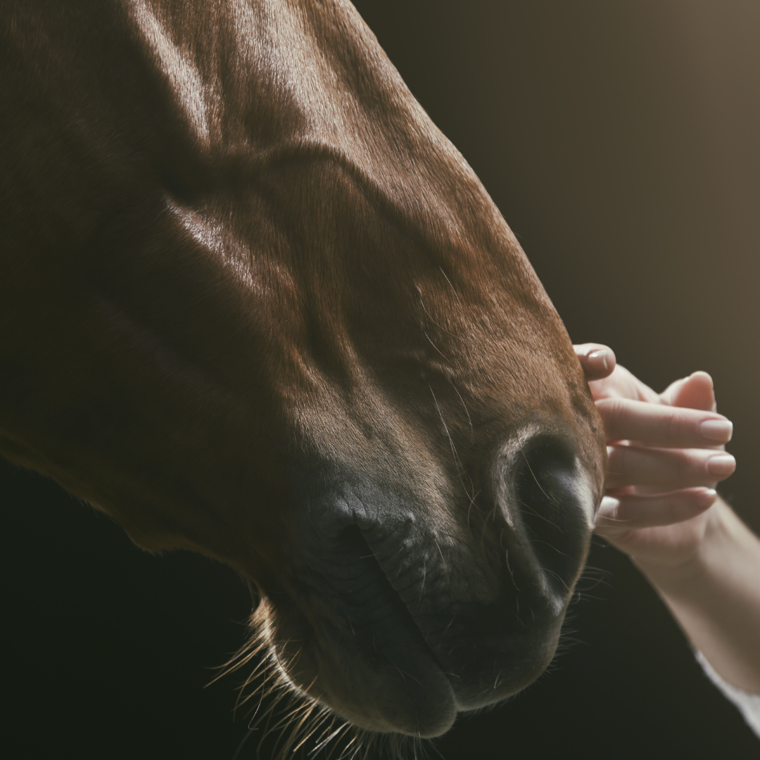 Innovative Approaches to Managing the Mammalian Microbiome: Evidence for the Role of Anabiomics