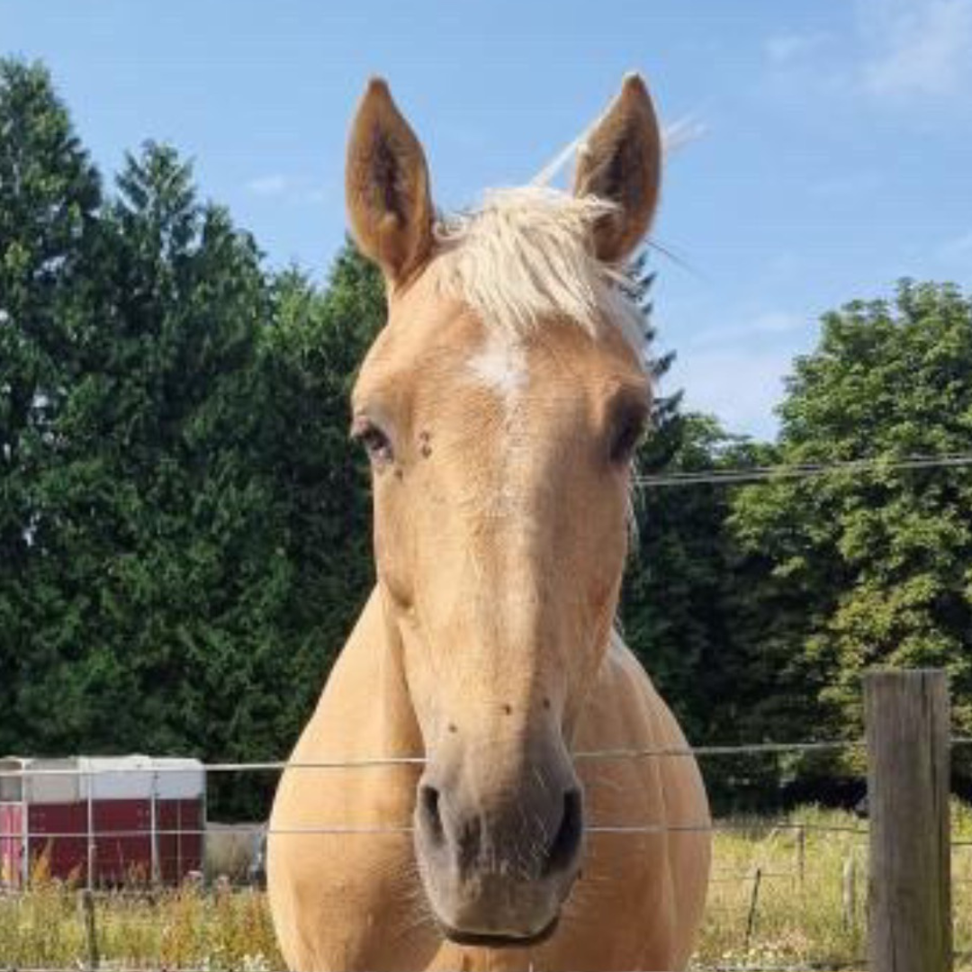 Horse of the Week - Lucky