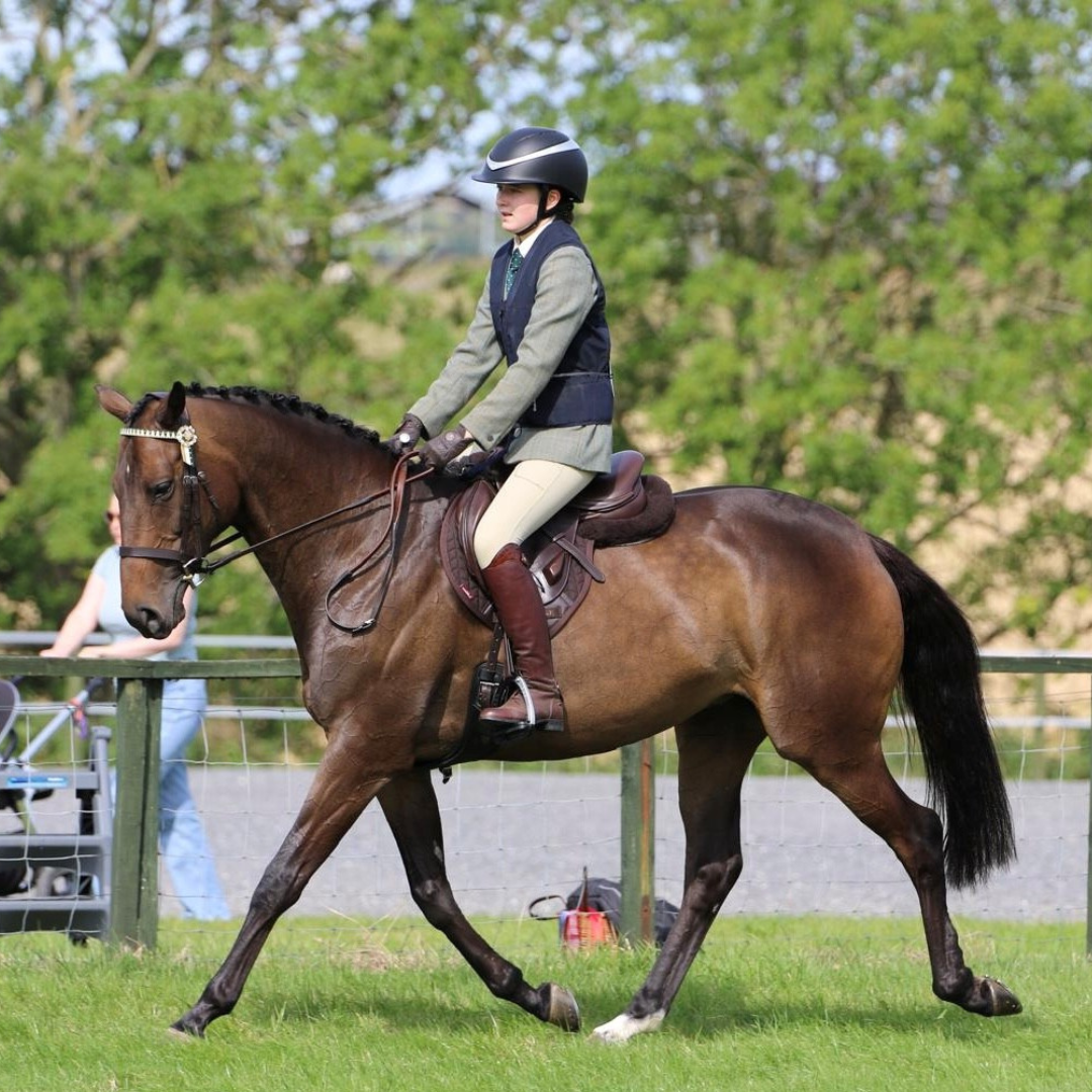 Horse of the week – Mabel