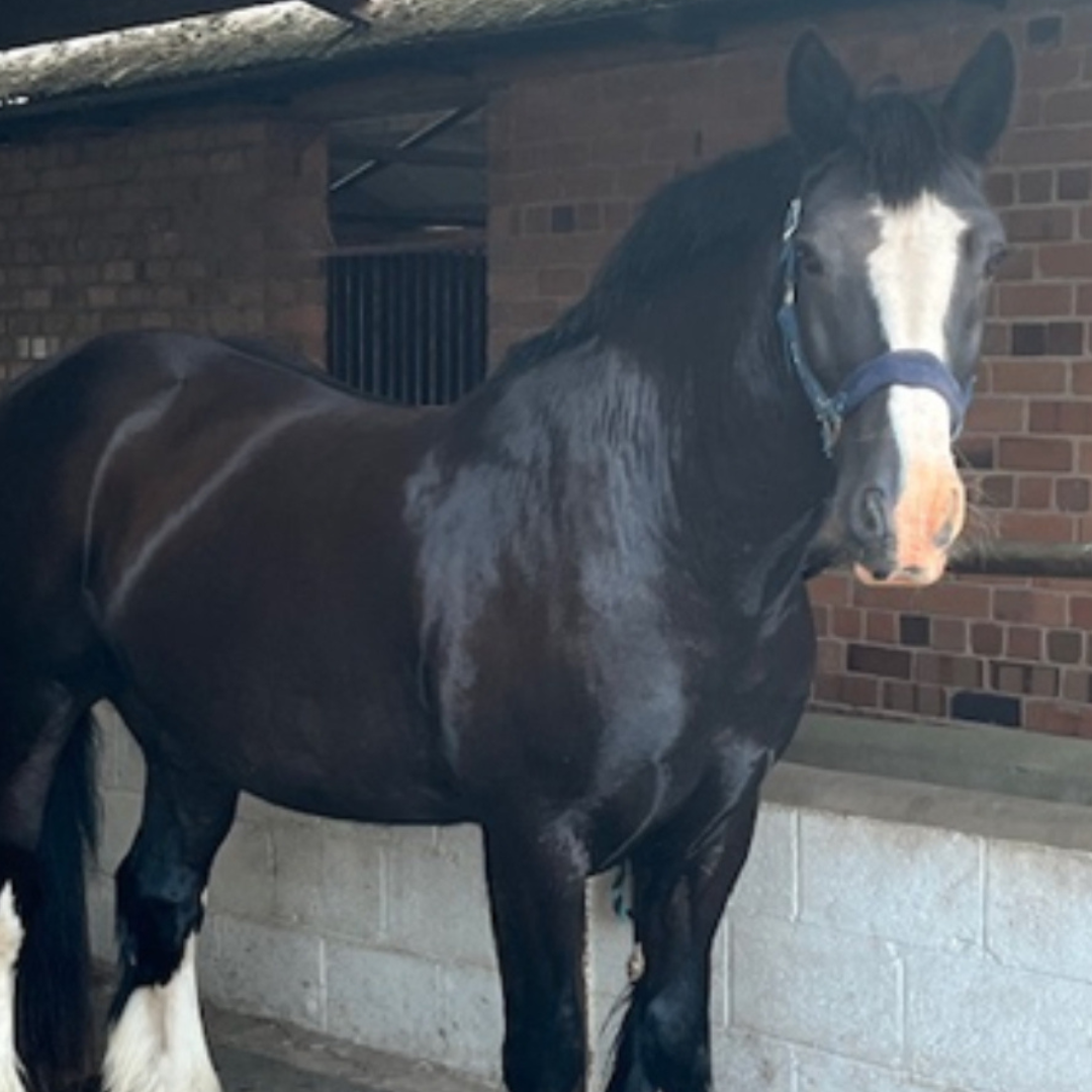 Horse of the week – Marley