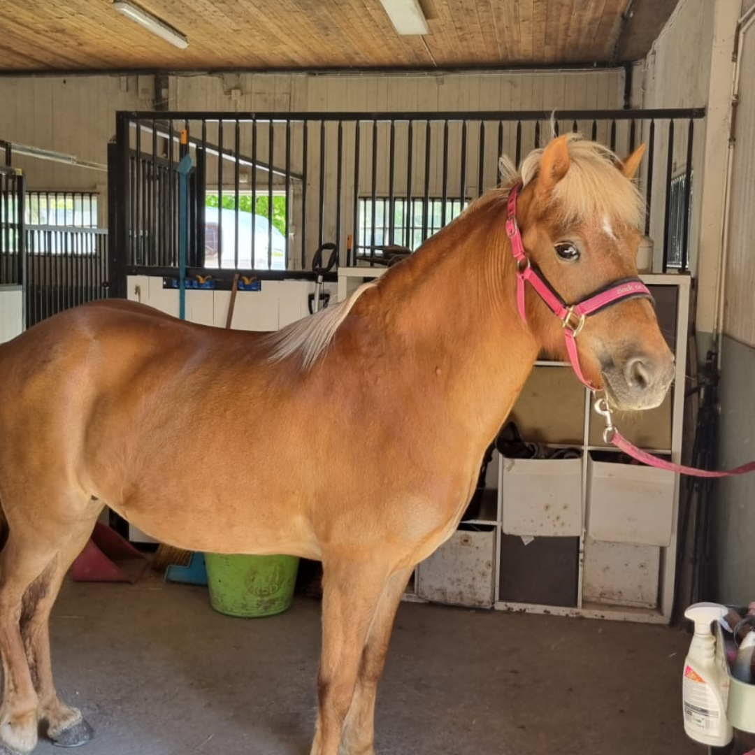 Maja's Story – EquiNectar