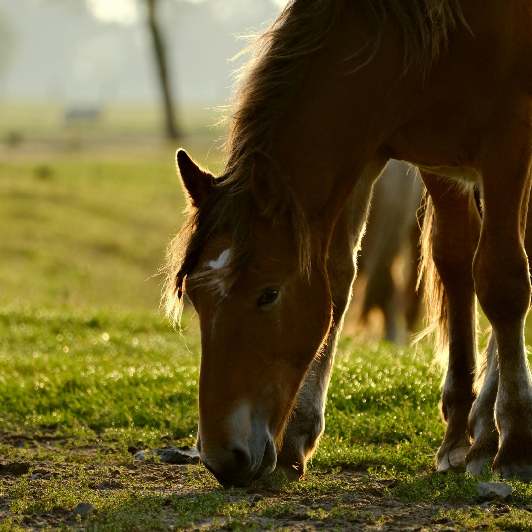Managing Summer Grass Sugar Levels and Their Impact on Equine Health