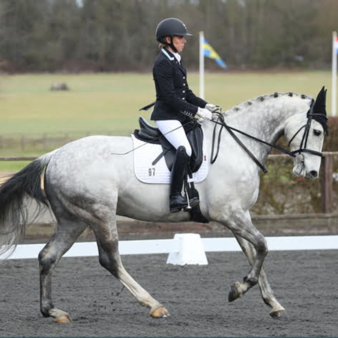 Horse of the week - Monkey
