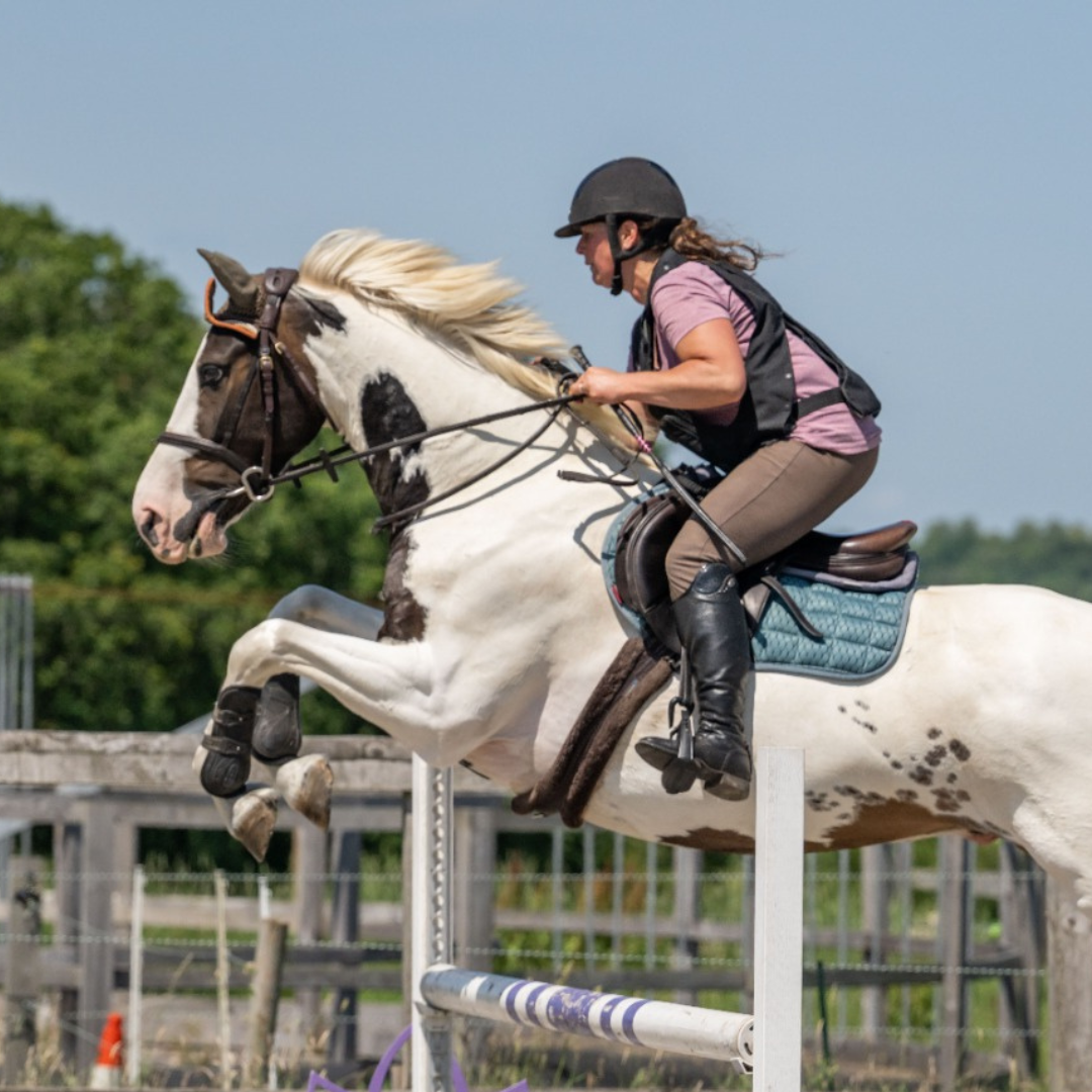 Horse of the week - Ozzie