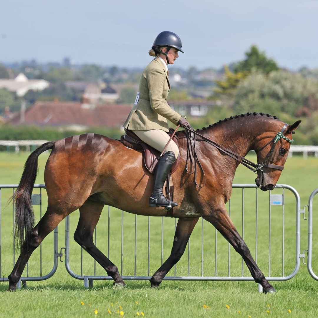 Celebrity Horse of the Week – Pineau de Re