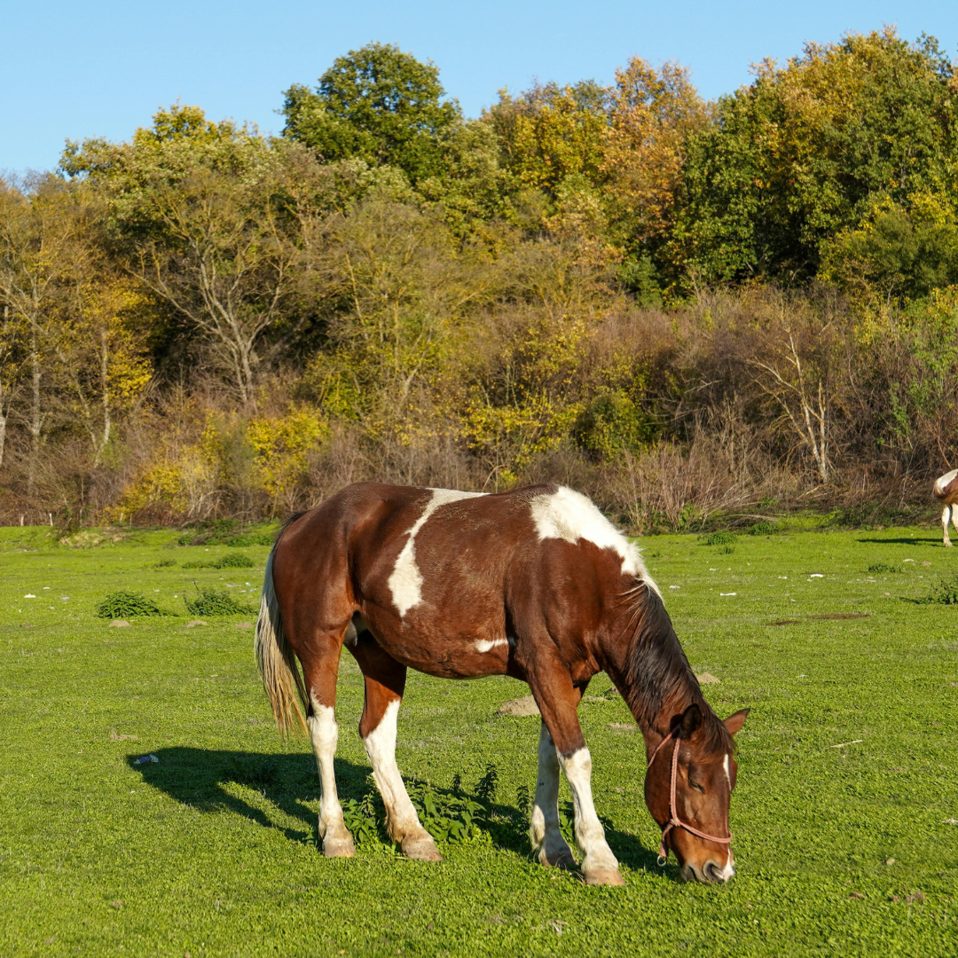 Scandinavian Spring Weather and Your Horse’s Digestion: How EquiNectar Can Help