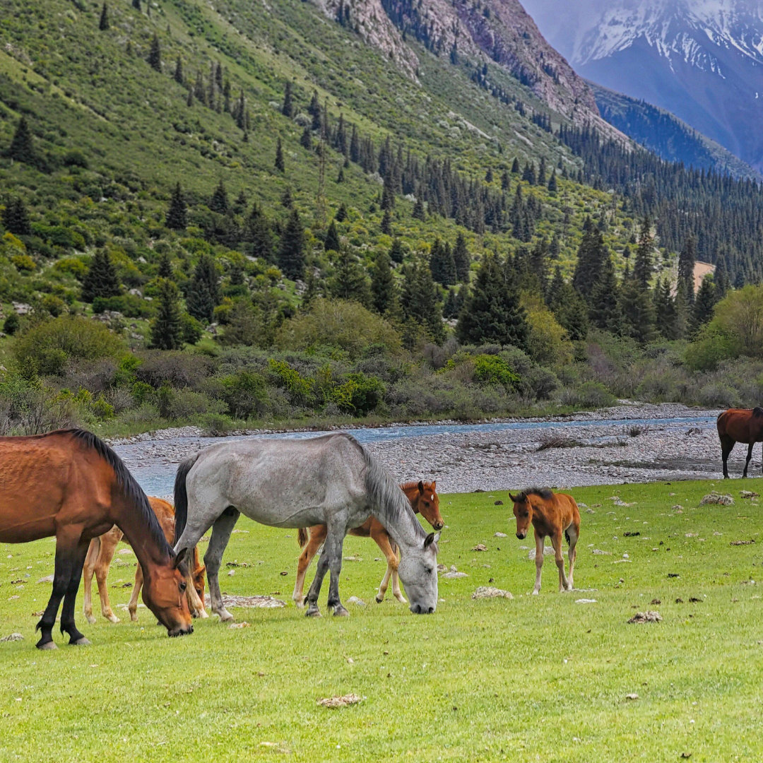 Spring Grass Alert: How to Safeguard Your Horse’s Digestive Health