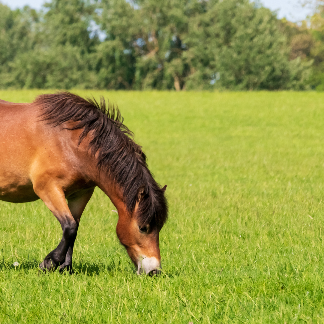Stay Vigilant: Grass Sugars Remain High This Week