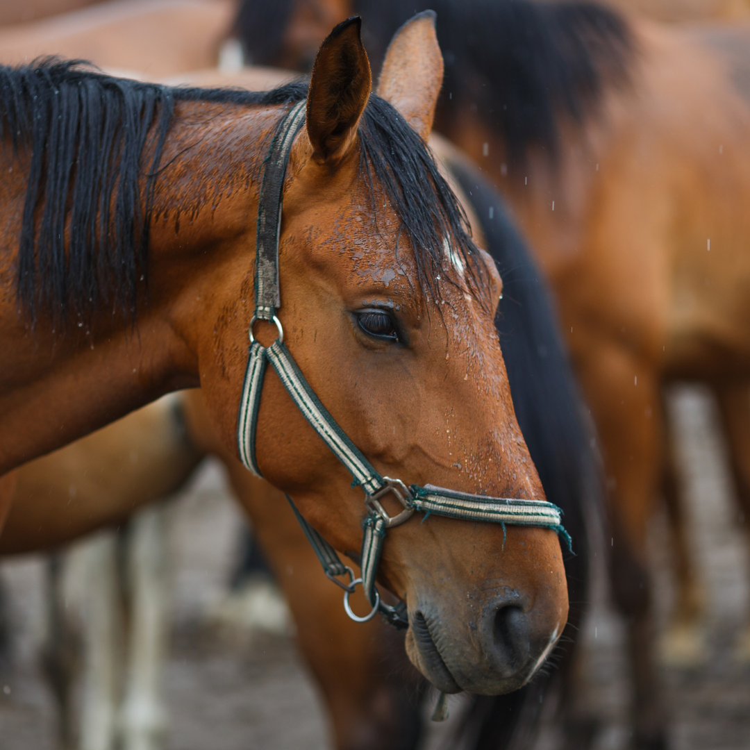 Summer Rain & Your Horse’s Gut: What Owners Should Know