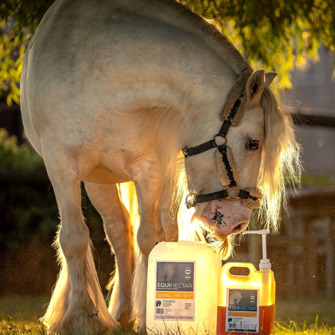 Supporting a horse's gut microbiome with supplements: which option is right for your horse?