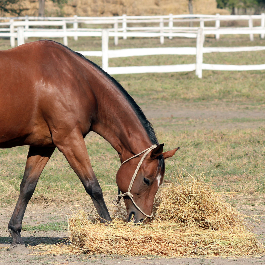 The Balanced Gut : A Guide to Equine Digestive Health