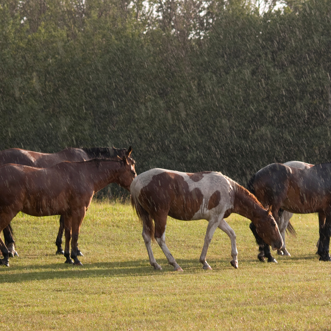 The Challenge of Dehydration Following a Wet British Summer