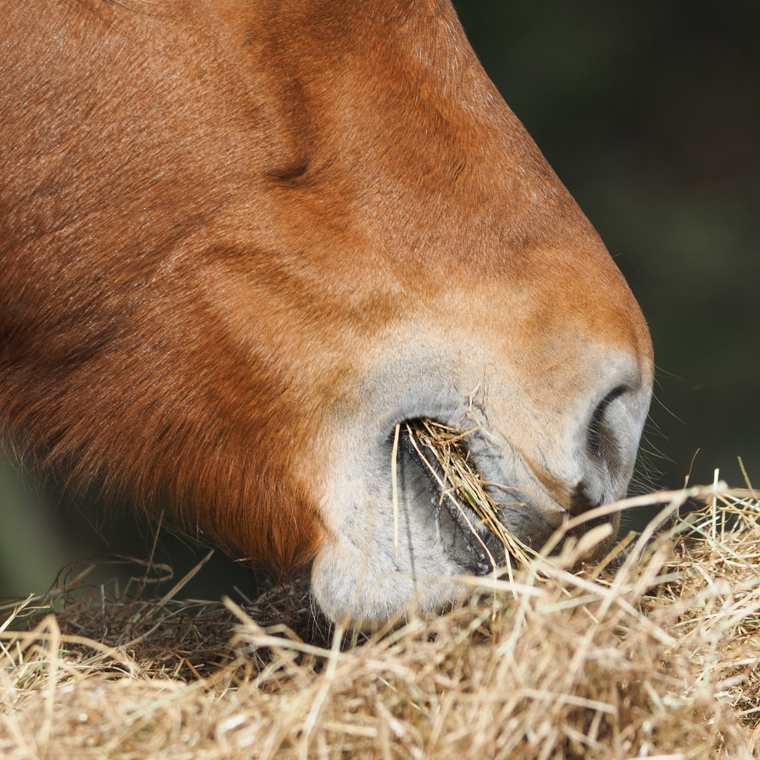 The Effect of Feeding Horses a High Fiber Diet With or Without Exogenous Fibrolytic Enzymes Supplementation on Nutrient Digestion, Blood Chemistry, Fecal Coliform Count, and In Vitro Fecal Fermentation