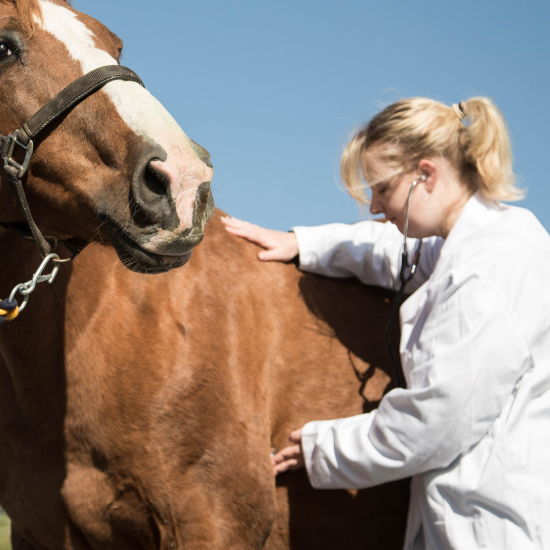 The Hidden Battle: Understanding Hindgut Disease in Horses