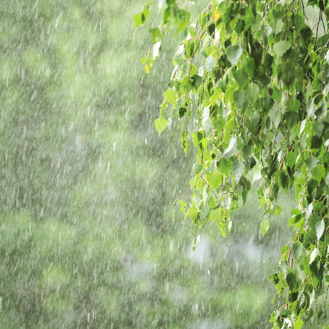 The Impact of Summer Rainfall on Horse Digestion: Understanding the Risks and Changes