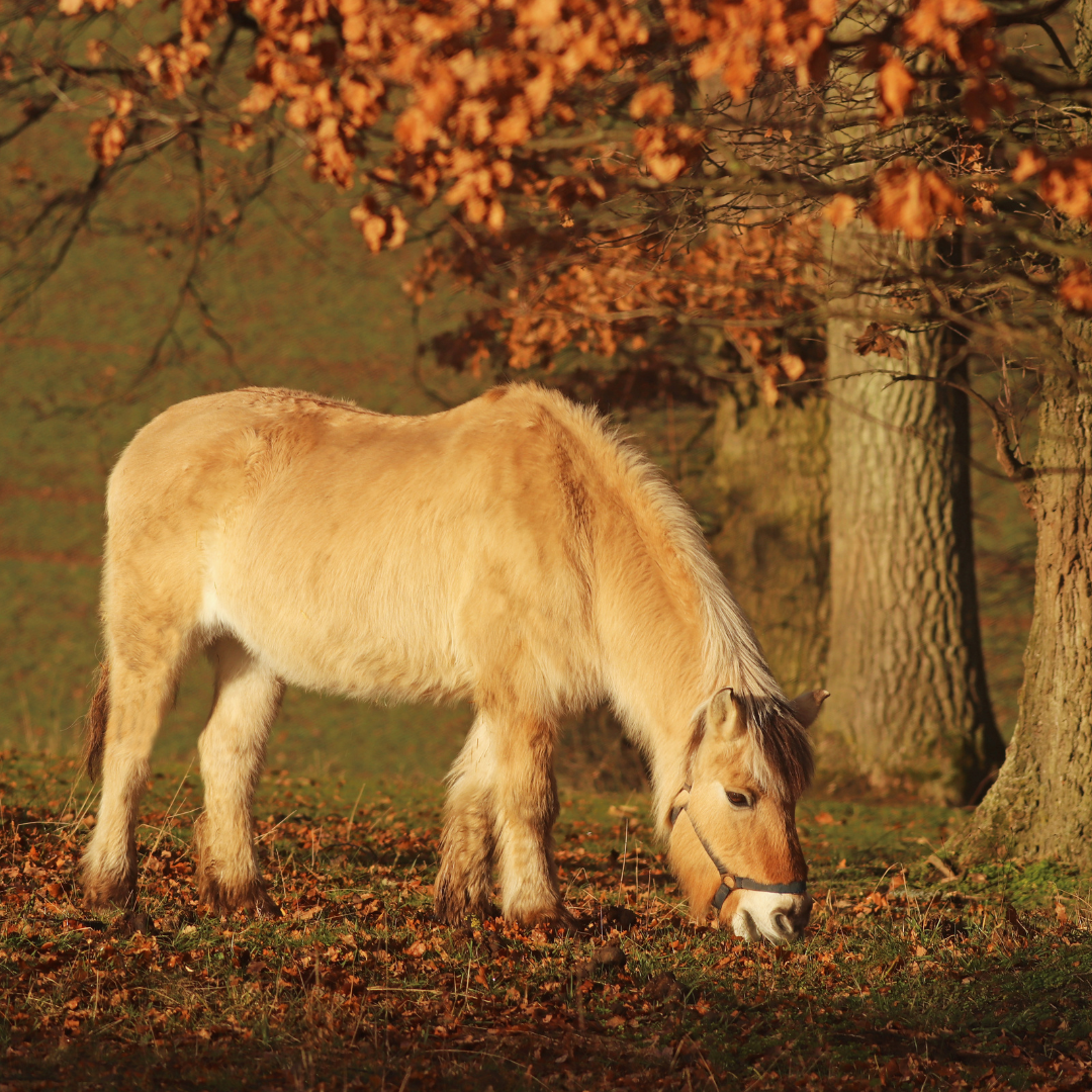 The challenges of Autumn grazing