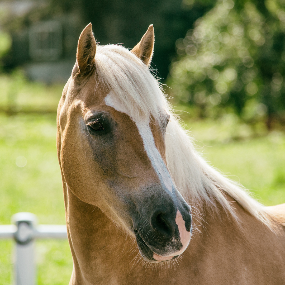 The hidden molecules that keep your horse’s gut healthy — and what peer-reviewed science says about them