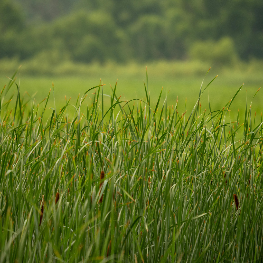 Understanding grass varieties: implications for horse digestibility and sugar content