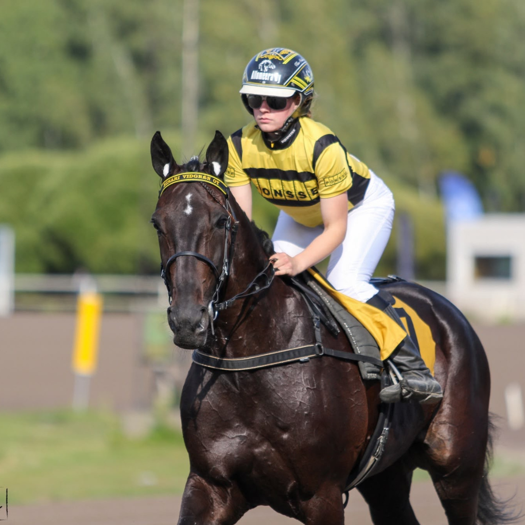 Horse of the week - Harri