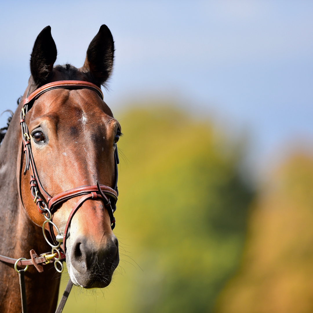 Vitamin D in Equine Health: A Closer Look