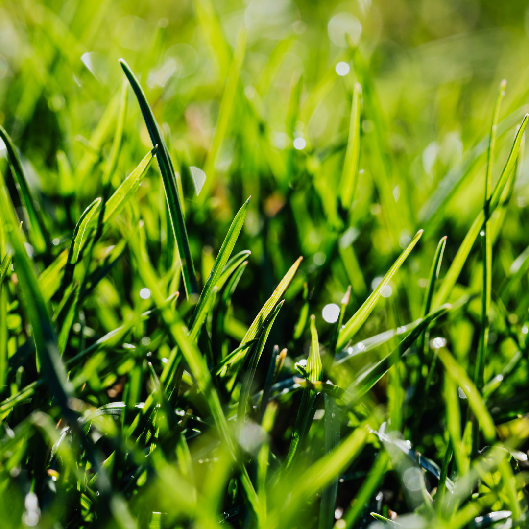 Warning: Grass Sugars are at the Highest Levels So Far This Year!