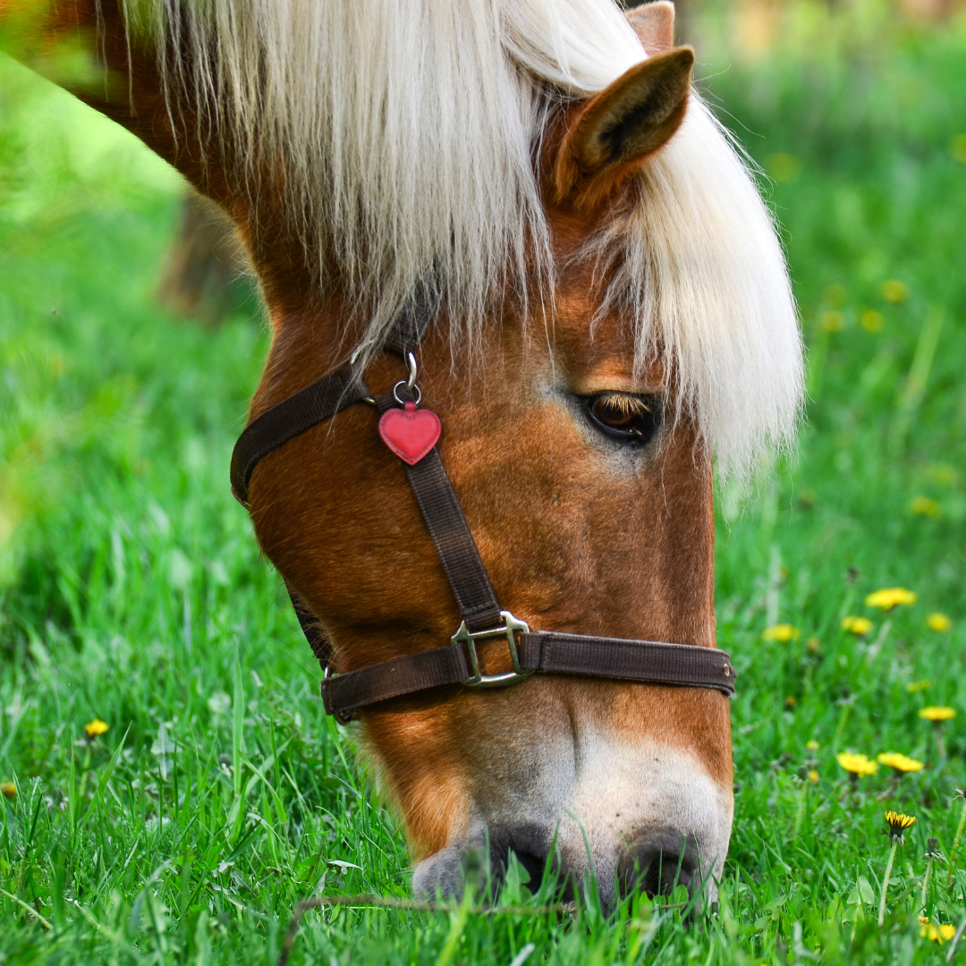 Why does eating grass make my horse irritable?