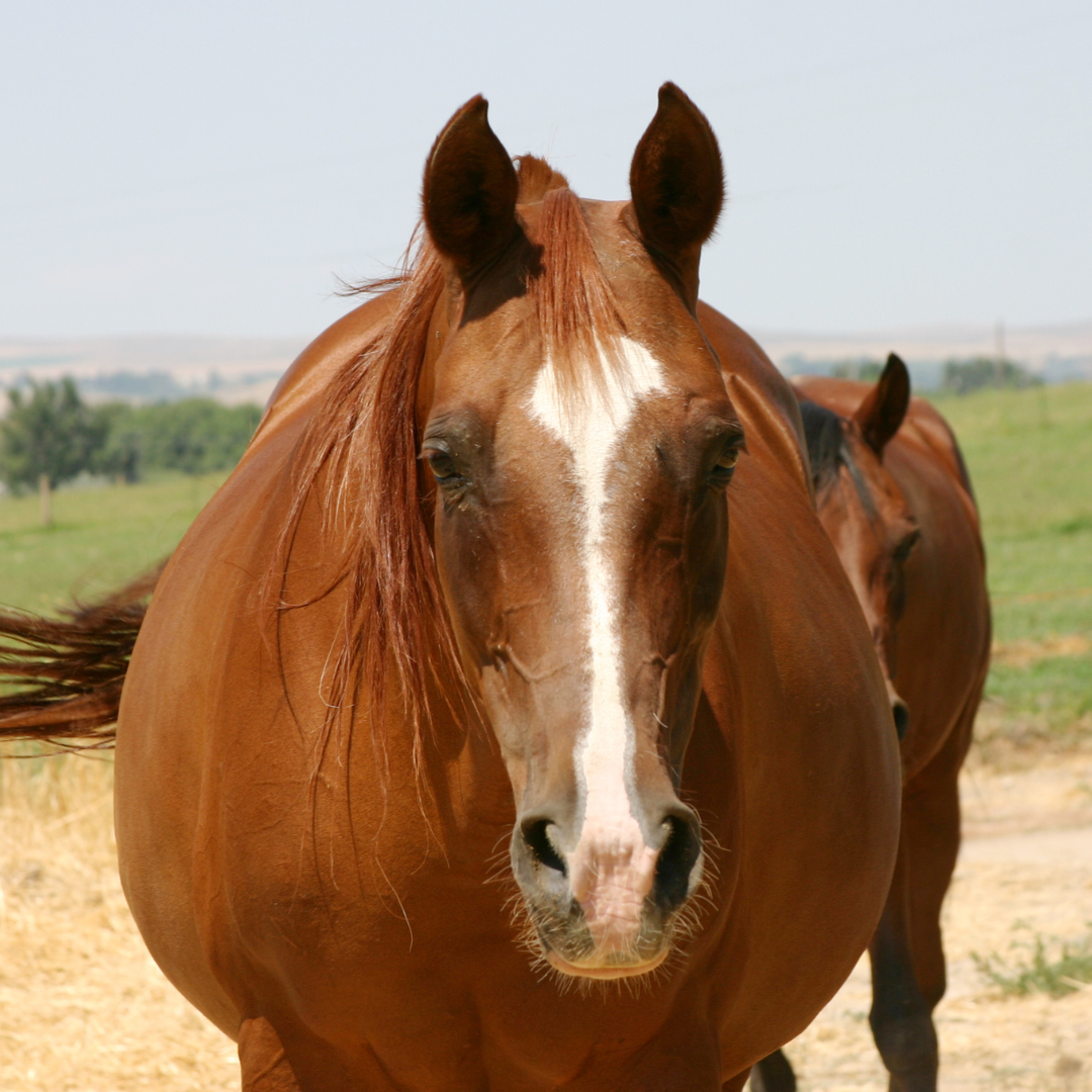 Understanding and Managing Equine Obesity