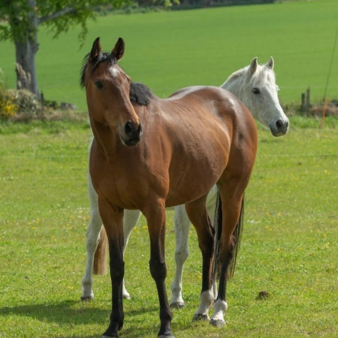 Horse of the week - Harry #2