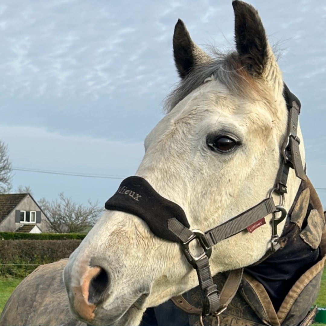 Horse of the week - Maisie #2
