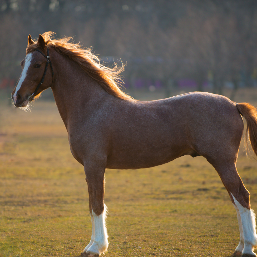 Your horse health – minerals