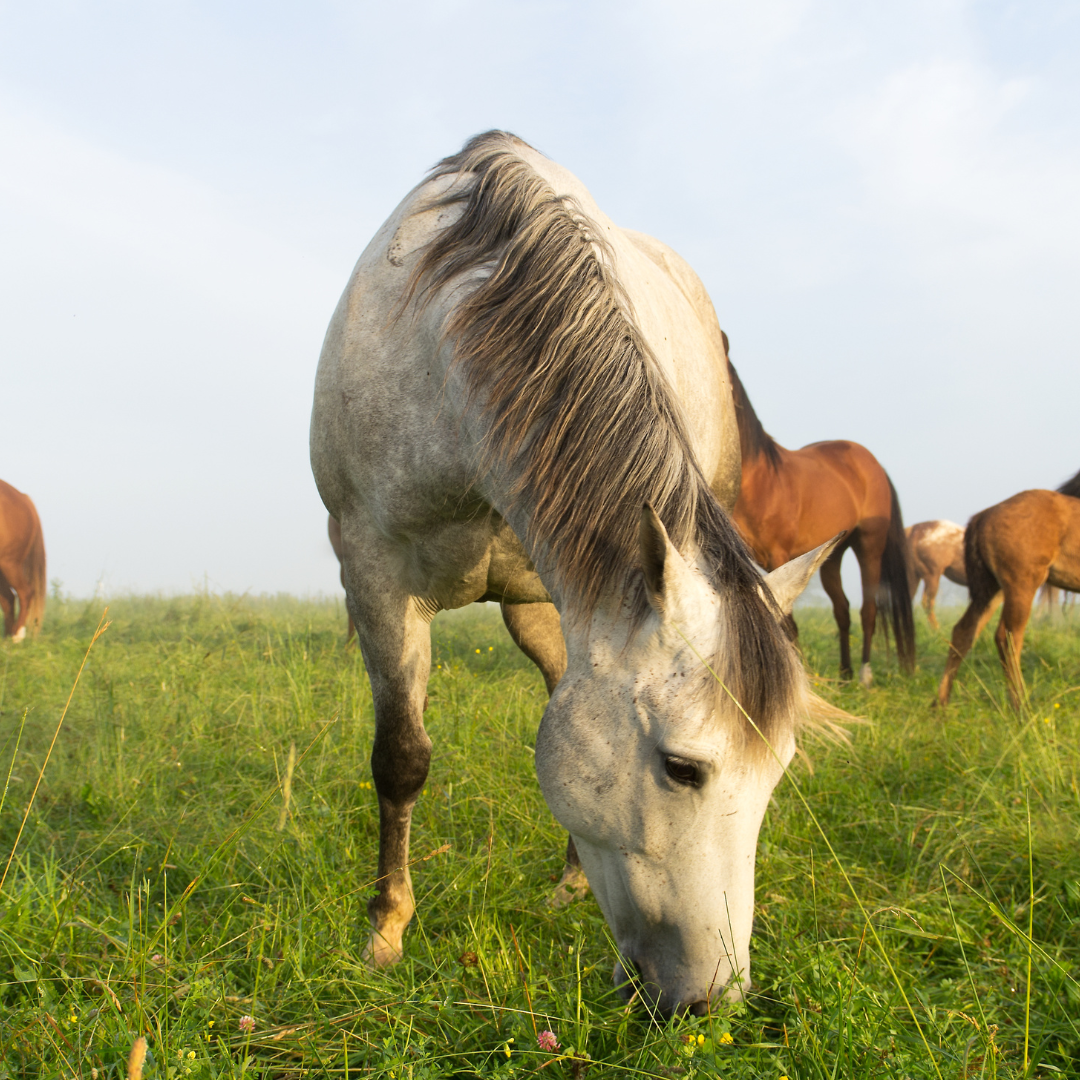 Restricting grazing for overweight and grass affected horses