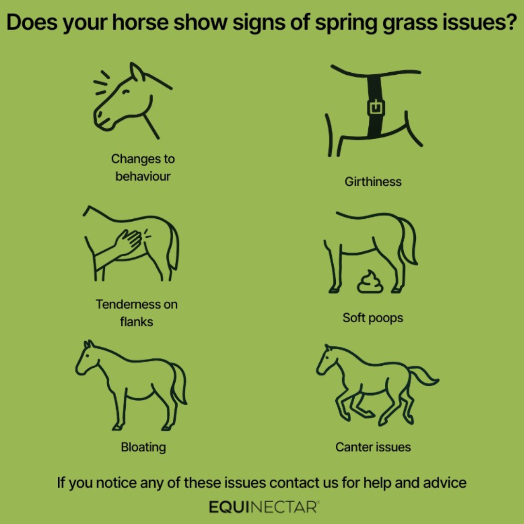 Six Subtle Signs Your Horse Might Be Struggling with Spring Grass