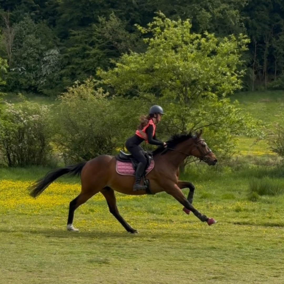 Horse of the week – Tarquin